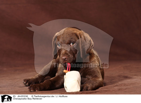 Chesapeake Bay Retriever / JH-05336