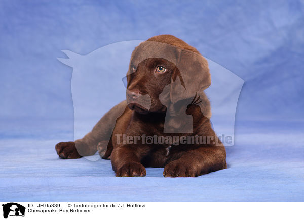Chesapeake Bay Retriever / JH-05339