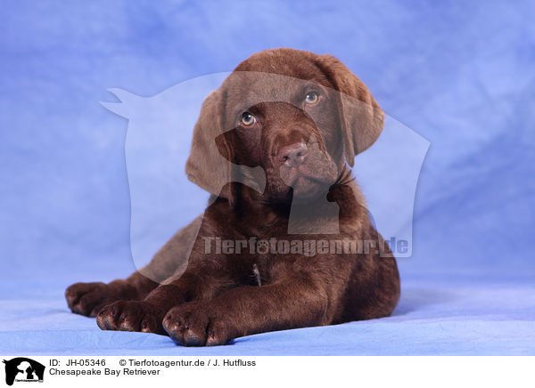Chesapeake Bay Retriever / JH-05346