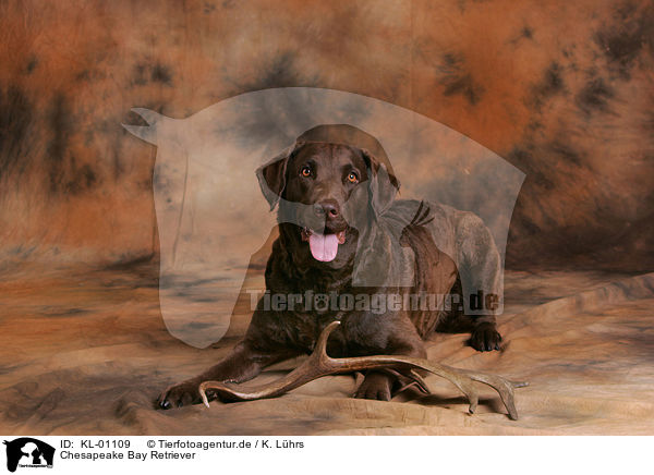 Chesapeake Bay Retriever / KL-01109