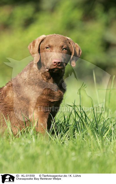 Chesapeake Bay Retriever Welpe / puppy / KL-01559