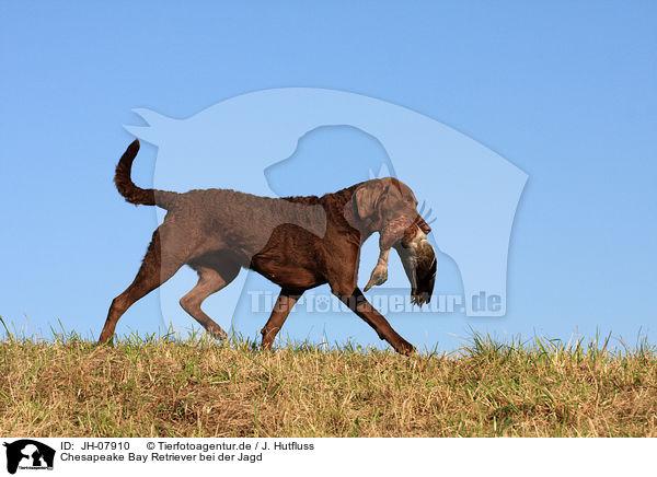 Chesapeake Bay Retriever bei der Jagd / Chesapeake Bay Retriever with prey / JH-07910