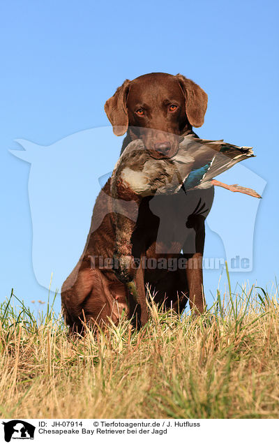 Chesapeake Bay Retriever bei der Jagd / Chesapeake Bay Retriever with prey / JH-07914