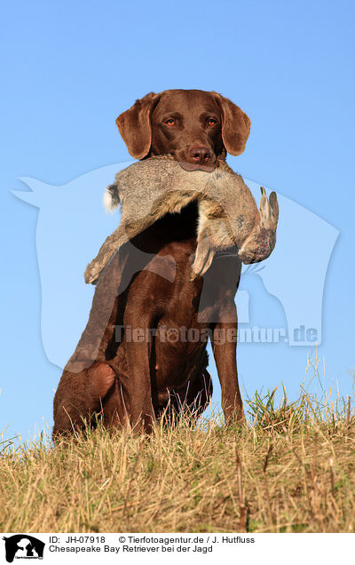 Chesapeake Bay Retriever bei der Jagd / Chesapeake Bay Retriever with prey / JH-07918