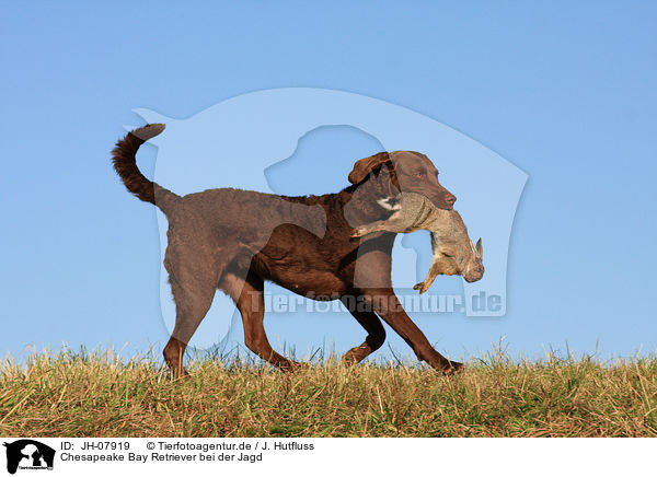 Chesapeake Bay Retriever bei der Jagd / Chesapeake Bay Retriever with prey / JH-07919