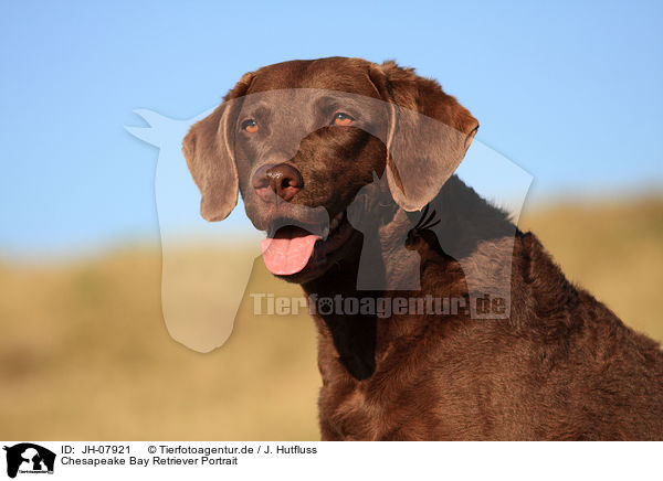 Chesapeake Bay Retriever Portrait / JH-07921