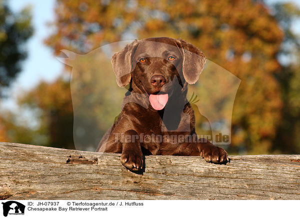 Chesapeake Bay Retriever Portrait / JH-07937