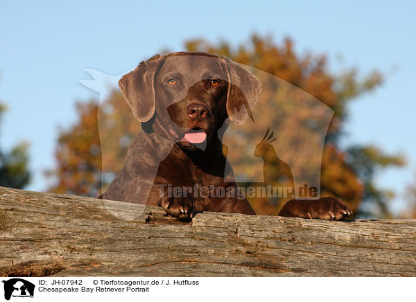 Chesapeake Bay Retriever Portrait / JH-07942
