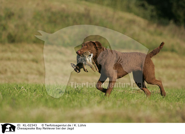 Chesapeake Bay Retriever bei der Jagd / hunting with Chesapeake Bay Retriever / KL-02343