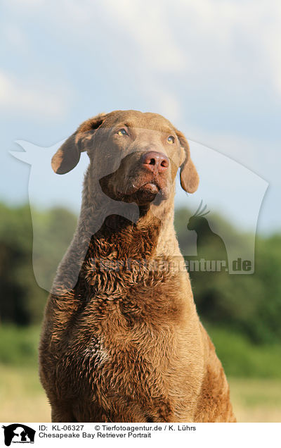 Chesapeake Bay Retriever Portrait / KL-06327