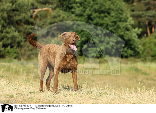 Chesapeake Bay Retriever / Chesapeake Bay Retriever / KL-06337