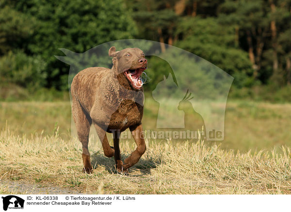 rennender Chesapeake Bay Retriever / running Chesapeake Bay Retriever / KL-06338