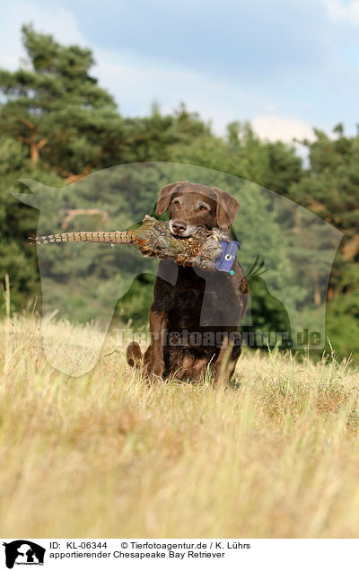 apportierender Chesapeake Bay Retriever / KL-06344