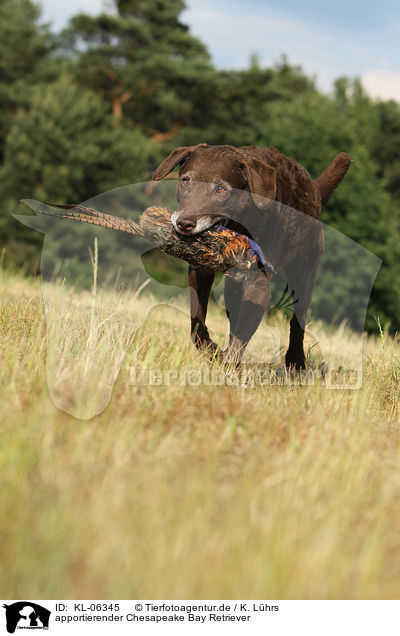 apportierender Chesapeake Bay Retriever / KL-06345