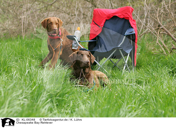 Chesapeake Bay Retriever / Chesapeake Bay Retrievers / KL-06348