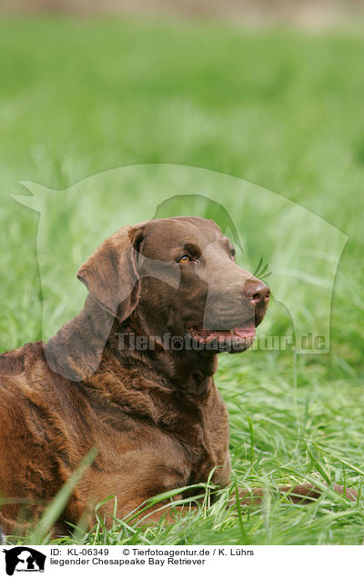 liegender Chesapeake Bay Retriever / KL-06349