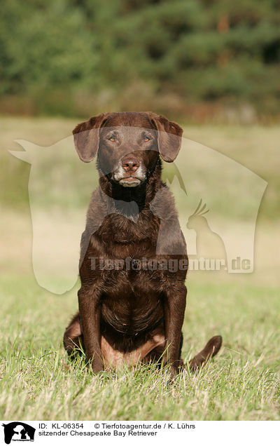 sitzender Chesapeake Bay Retriever / KL-06354