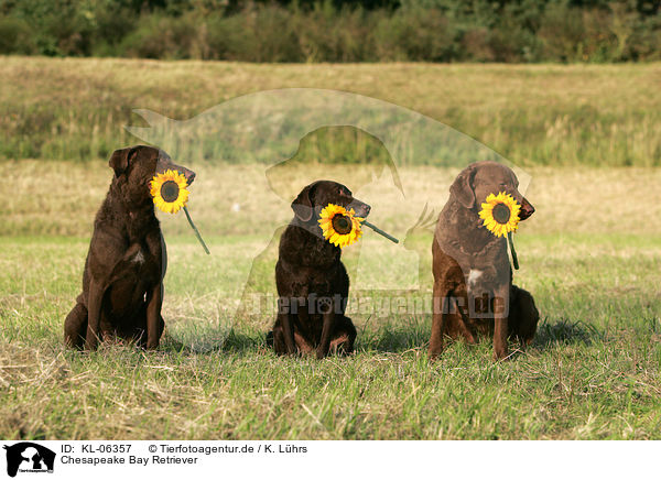 Chesapeake Bay Retriever / KL-06357