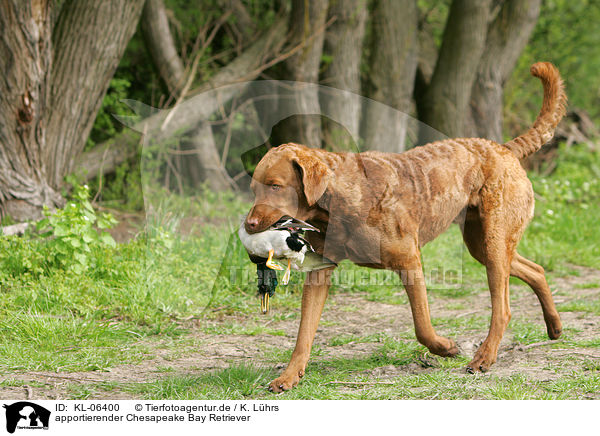 apportierender Chesapeake Bay Retriever / retrieving Chesapeake Bay Retriever / KL-06400