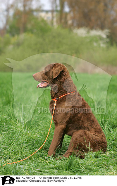 sitzender Chesapeake Bay Retriever / KL-06408