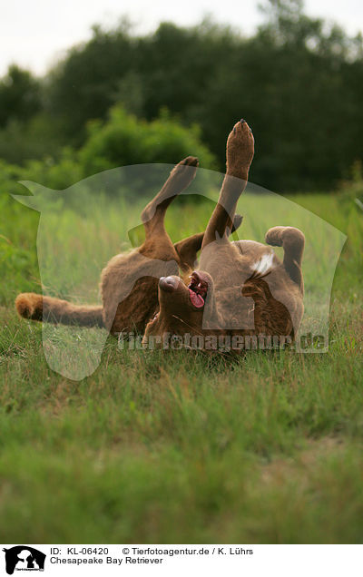Chesapeake Bay Retriever / KL-06420