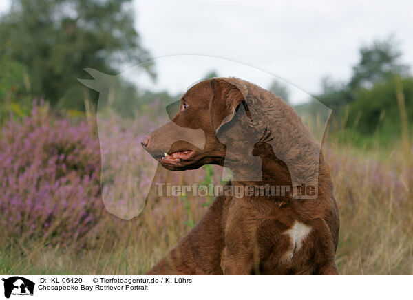 Chesapeake Bay Retriever Portrait / KL-06429