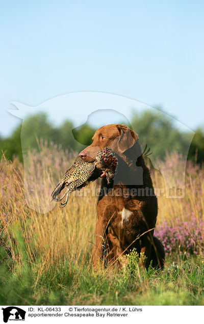 apportierender Chesapeake Bay Retriever / KL-06433
