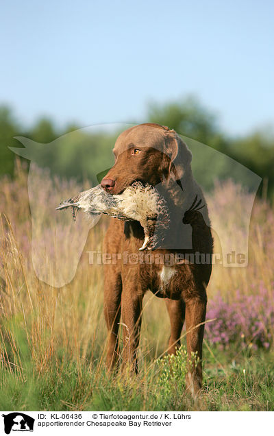 apportierender Chesapeake Bay Retriever / KL-06436