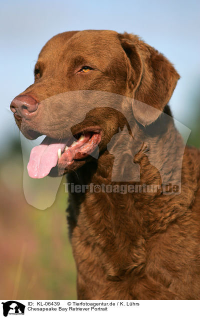 Chesapeake Bay Retriever Portrait / KL-06439
