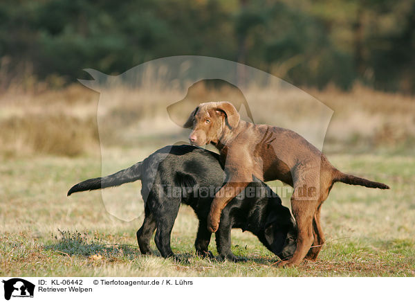 Retriever Welpen / KL-06442
