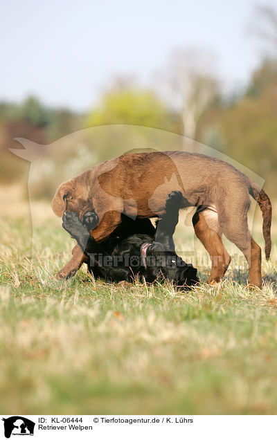 Retriever Welpen / KL-06444