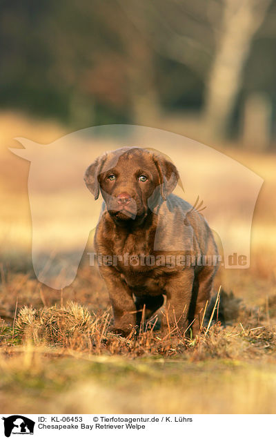 Chesapeake Bay Retriever Welpe / KL-06453