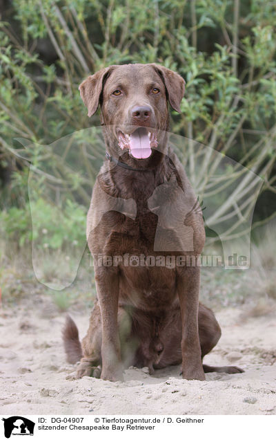 sitzender Chesapeake Bay Retriever / sitting Chesapeake Bay Retriever / DG-04907