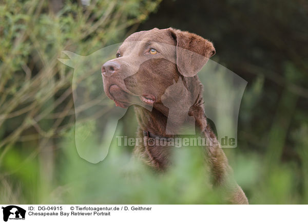 Chesapeake Bay Retriever Portrait / DG-04915