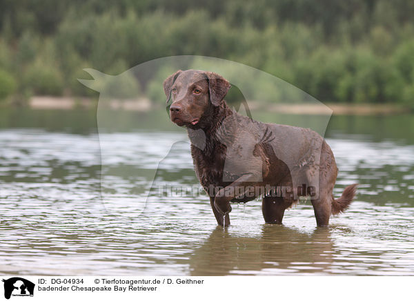 badender Chesapeake Bay Retriever / DG-04934