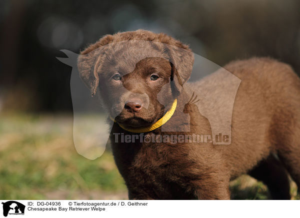 Chesapeake Bay Retriever Welpe / DG-04936