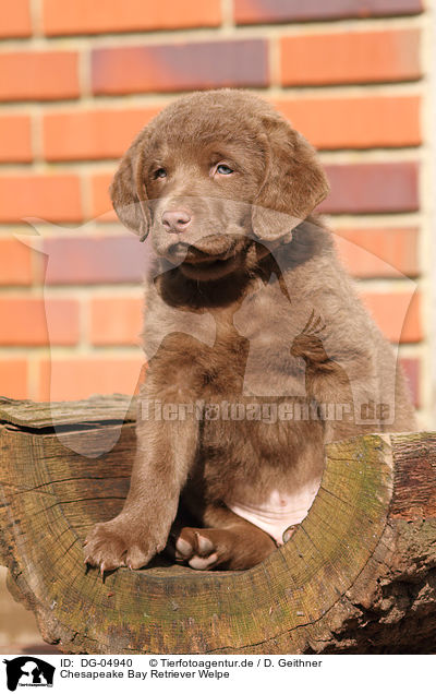 Chesapeake Bay Retriever Welpe / DG-04940