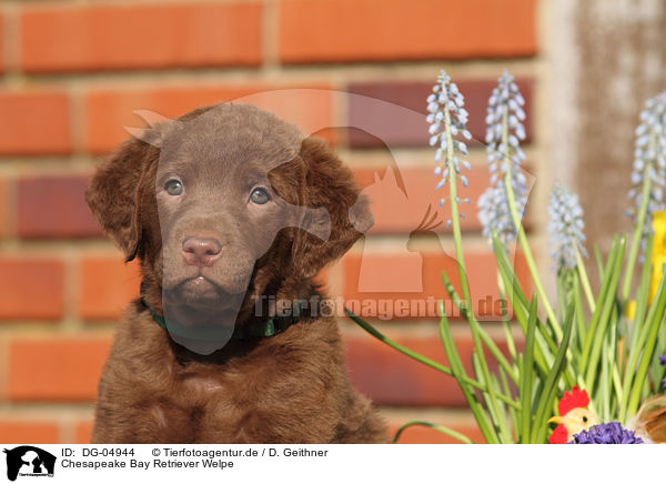 Chesapeake Bay Retriever Welpe / DG-04944
