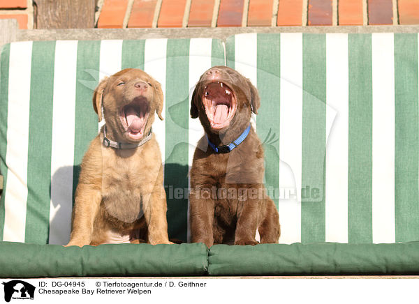 Chesapeake Bay Retriever Welpen / DG-04945