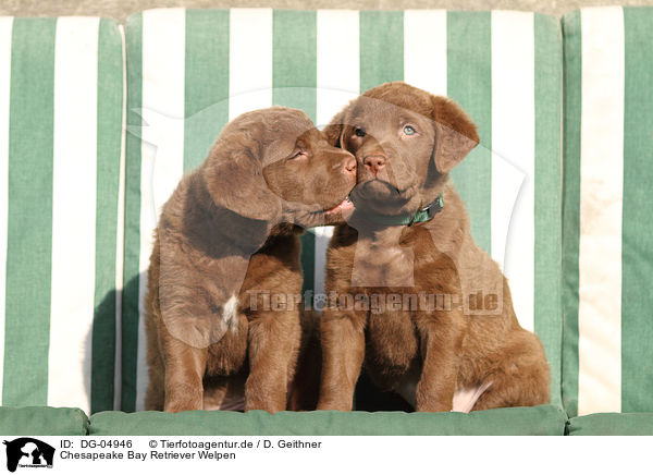 Chesapeake Bay Retriever Welpen / DG-04946