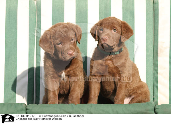 Chesapeake Bay Retriever Welpen / DG-04947