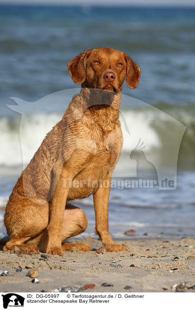 sitzender Chesapeake Bay Retriever / DG-05997