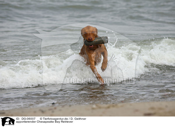 apportierender Chesapeake Bay Retriever / retrieving Chesapeake Bay Retriever / DG-06007