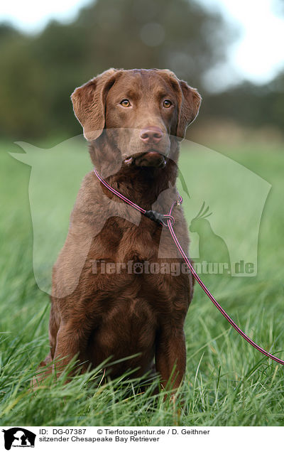 sitzender Chesapeake Bay Retriever / sitting Chesapeake Bay Retriever / DG-07387