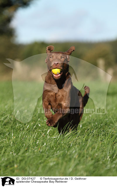 spielender Chesapeake Bay Retriever / DG-07427