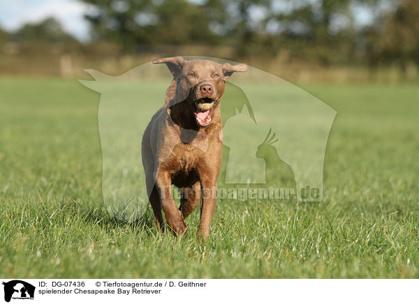 spielender Chesapeake Bay Retriever / DG-07436