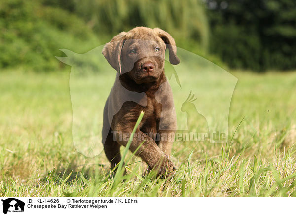 Chesapeake Bay Retriever Welpen / Chesapeake Bay Retriever Puppies / KL-14626