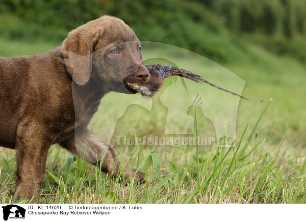 Chesapeake Bay Retriever Welpen / Chesapeake Bay Retriever Puppies / KL-14629