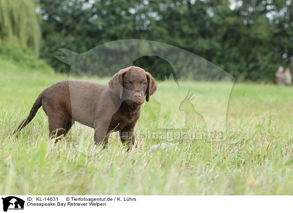 Chesapeake Bay Retriever Welpen / Chesapeake Bay Retriever Puppies / KL-14631