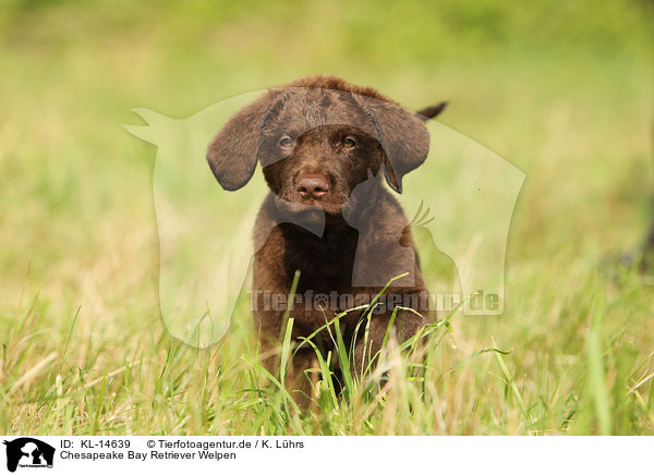 Chesapeake Bay Retriever Welpen / KL-14639